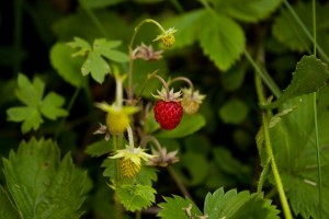 wild-strawberry-523882_640